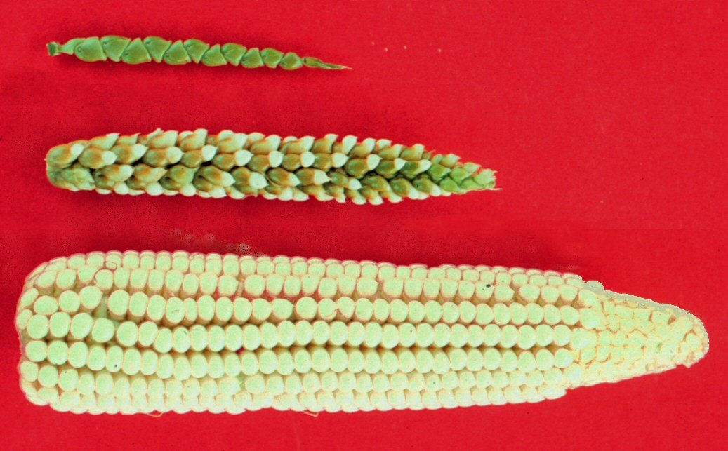 Crop domestication maize