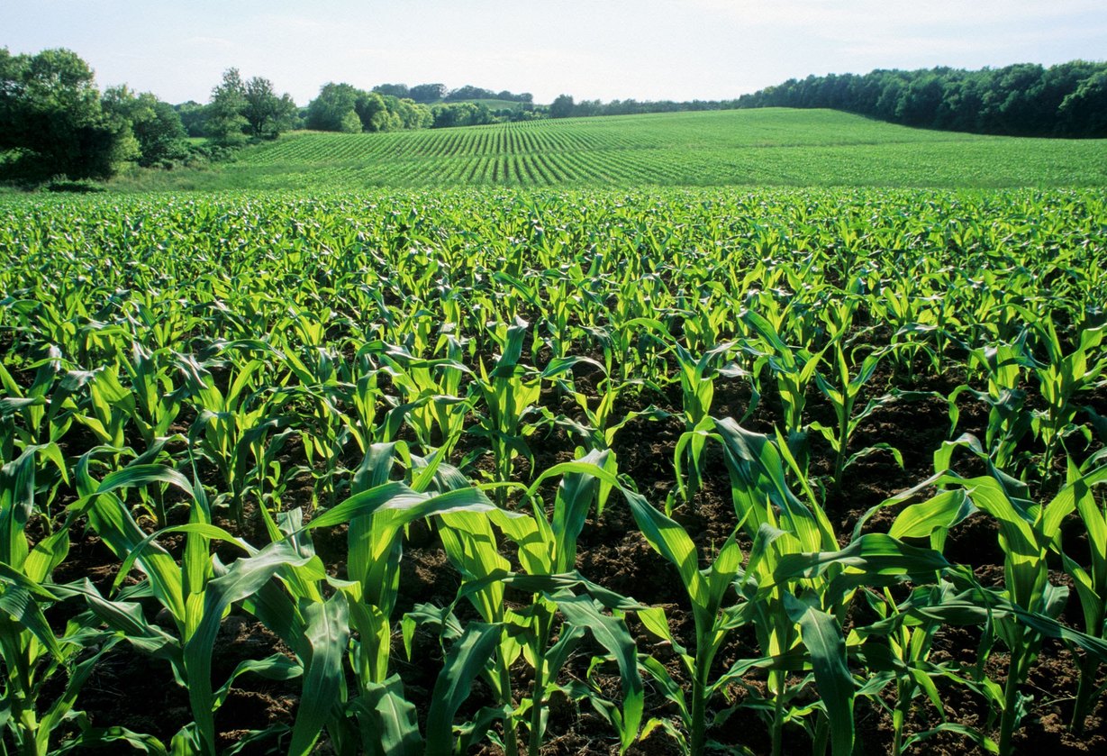 Kentucky corn field