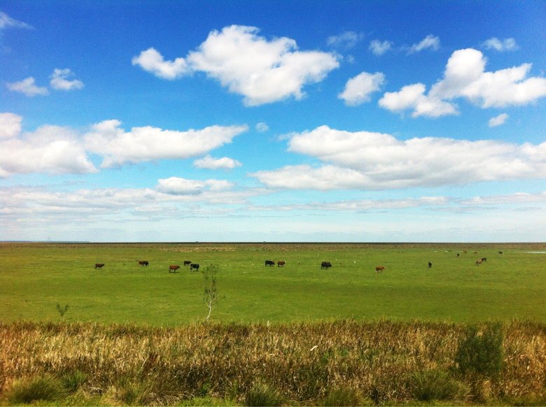 Argentine Pampas cattle